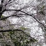 umi2513の画像