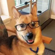 シェパどの画像
