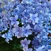 もか⚠プロフ必読お願いしますの画像