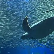 ラニ
