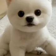 チロの画像