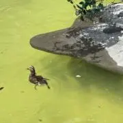 あざらしの画像