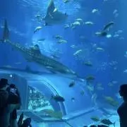 Jijiの画像