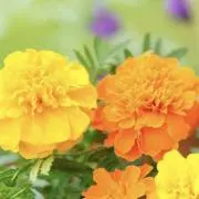 まる○いろいろ出品中！