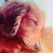 カブ