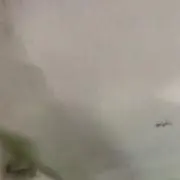 白