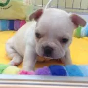 とまとの画像