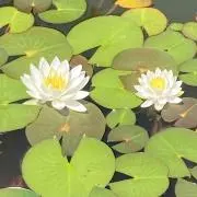 ともち