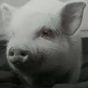 つのっち☆の画像