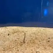 ドン助の画像