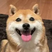 ソルトの画像
