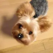 なっちゃん【16時までの購入で即日発送】の画像