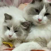 切売 745☆ 海外 マスキングテープ マステ PET 装飾 動物 猫 贝壳光