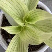 chika(植物の発送は月・火曜日のみ)の画像