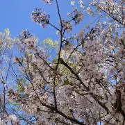 goberuの画像