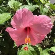 alohaの画像