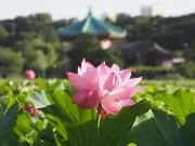 mnaganuの画像