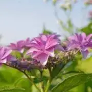 ななきち