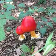 アヤの画像