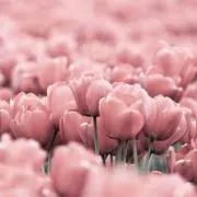 あや