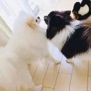 うぉんるー