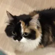 Nekonokokoro
