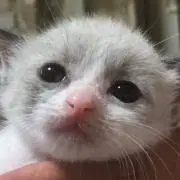 NSK