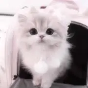 みるくの画像
