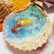 貝殻専門店✨ステラマリア