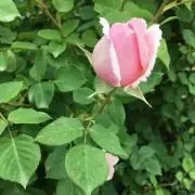 トマトサラダ
