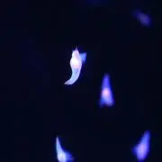 イチの画像