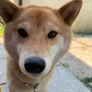 はるちゃんの画像
