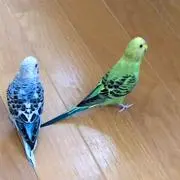Infinitiveの画像