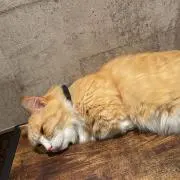 ネコの画像