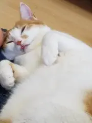 ぶるぶるー