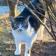 ねこちゃんの画像