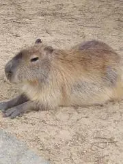 かぴばらの画像