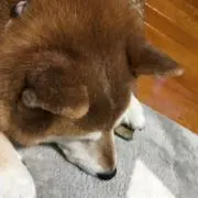 ただの大学生の画像
