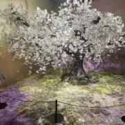 mamamaの画像