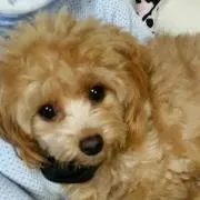 メルクル