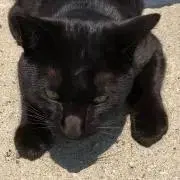 ★ぴーちゃんの画像