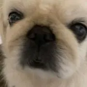 こだの画像