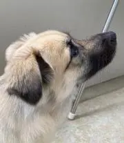 akiko