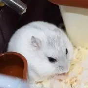 geの画像
