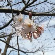 鬼滅の刃✕サンシャインシティ 不死川実弥 メタリックボード - メルカリ