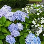 紫の紫陽花の画像
