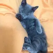 コジコジ
