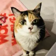 *✶ねこねこ-shop✶*の画像