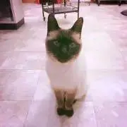 マオの画像