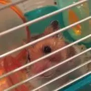 とげみ